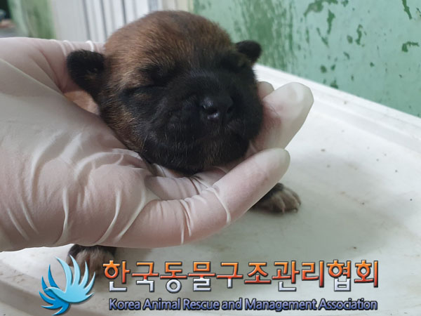 한국동물구조관리협회_441560202300814