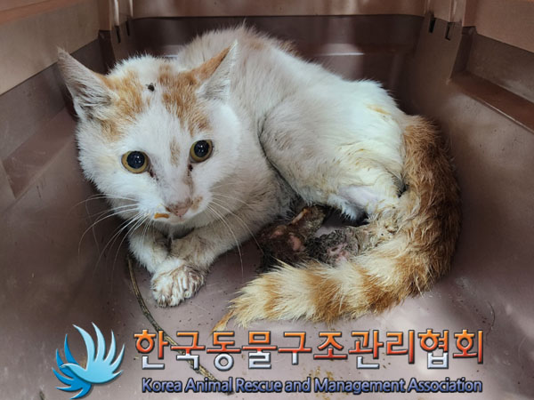 한국동물구조관리협회_441409202300989