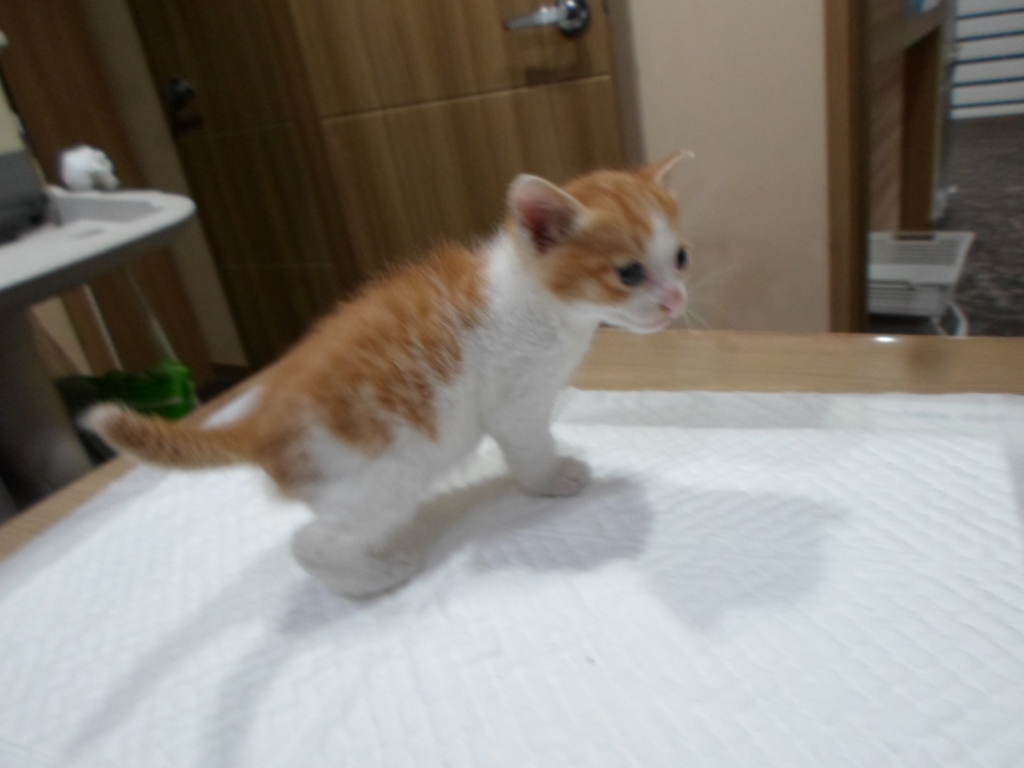 디아크동물종합병원_411319202300287