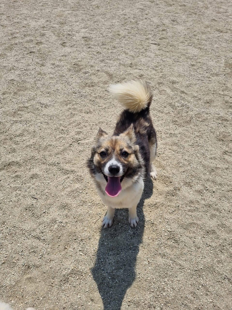 아산동물복지지원센터_444452202301242