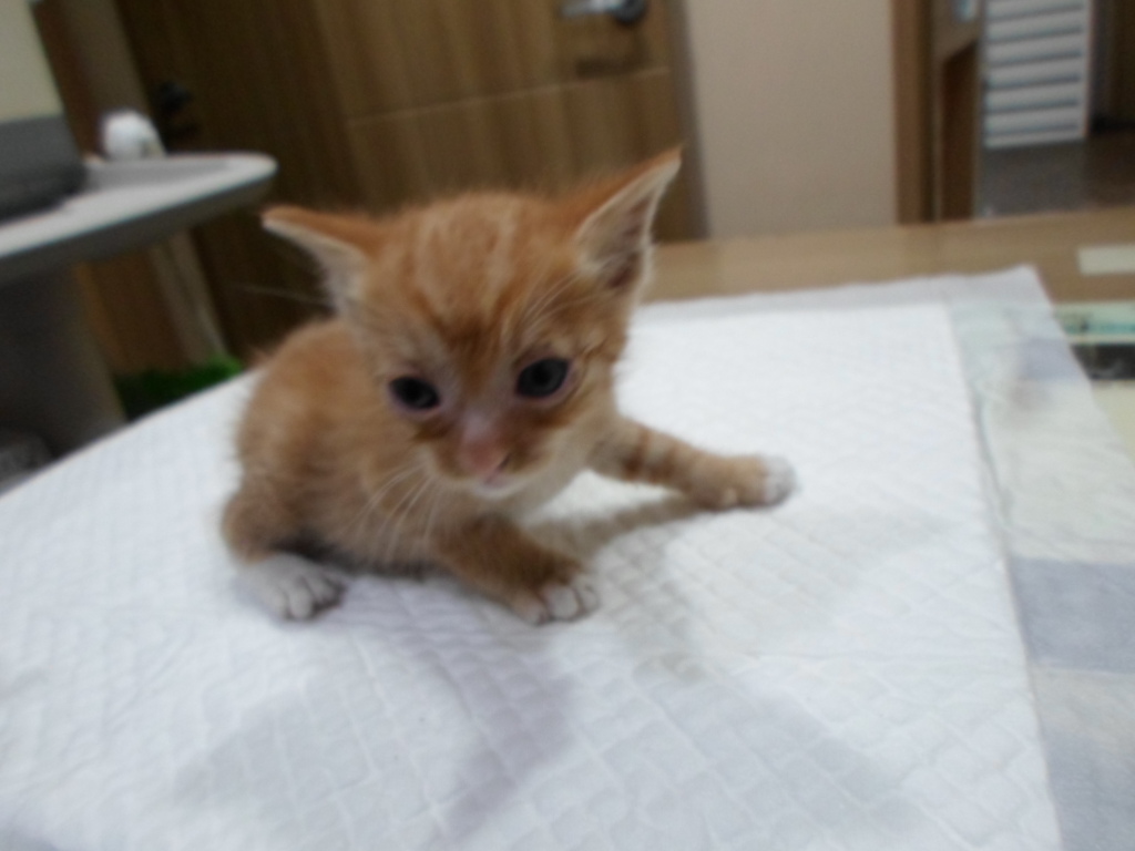 디아크동물종합병원_411319202300286