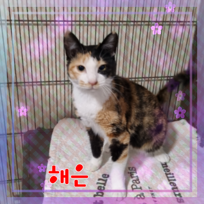 군산유기동물보호센터_445467202301104