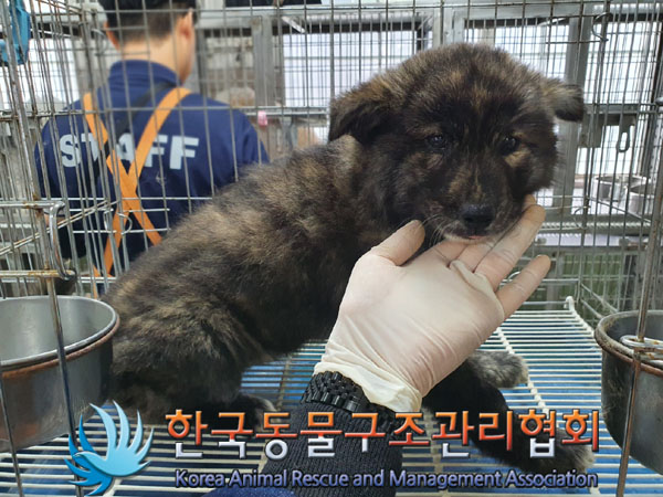 한국동물구조관리협회_441560202300818