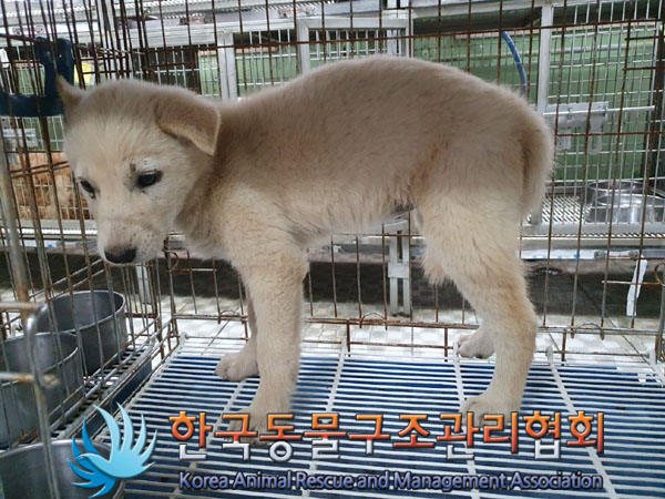한국동물구조관리협회_441406202300882