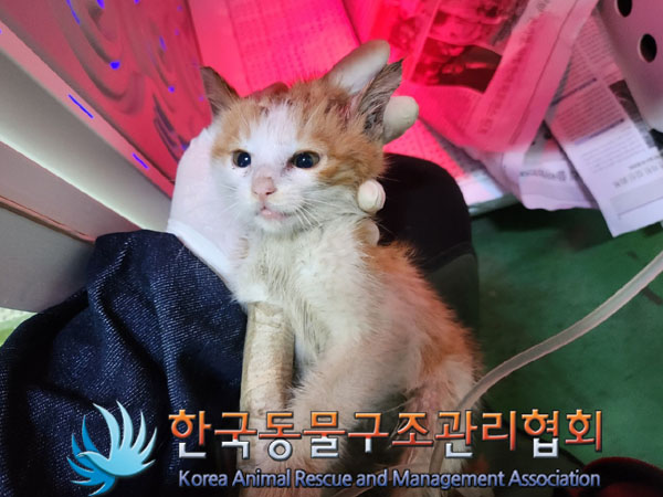 한국동물구조관리협회_441406202300881