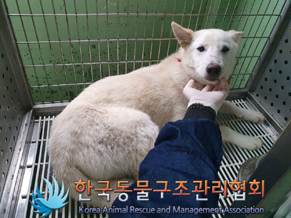 한국동물구조관리협회_411324202300376