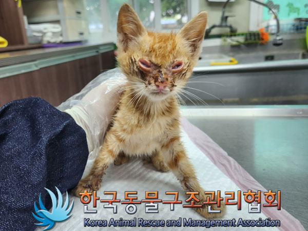 한국동물구조관리협회_441559202300458