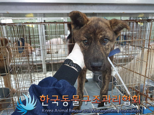 한국동물구조관리협회_441406202300884