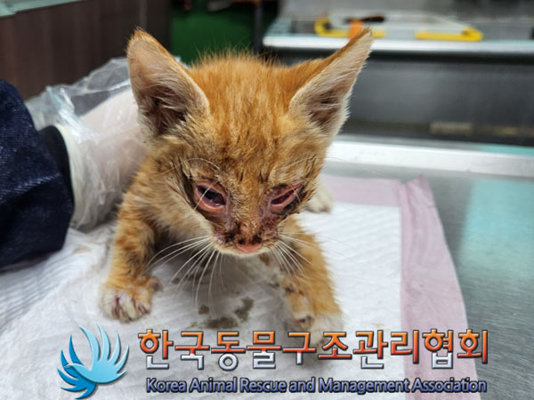 한국동물구조관리협회_441559202300459
