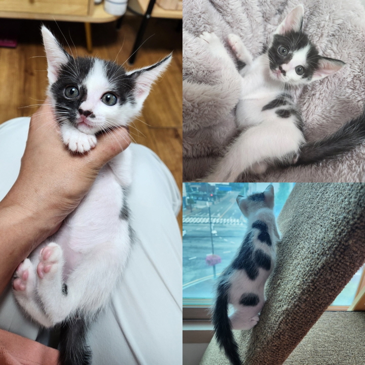당진시동물보호소_444568202300538