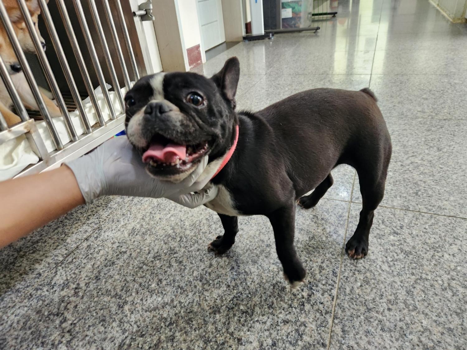 광주 동물보호소_429361202300247
