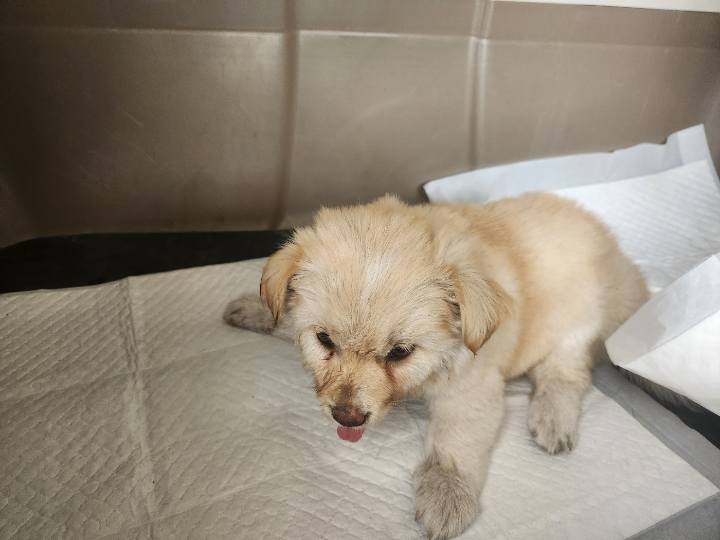 칠곡유기동물보호센터_447522202300123