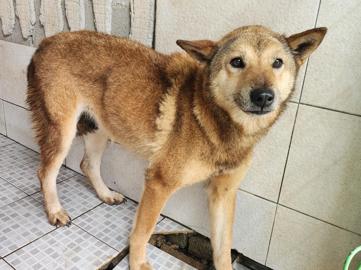 광주 동물보호소_429362202300507
