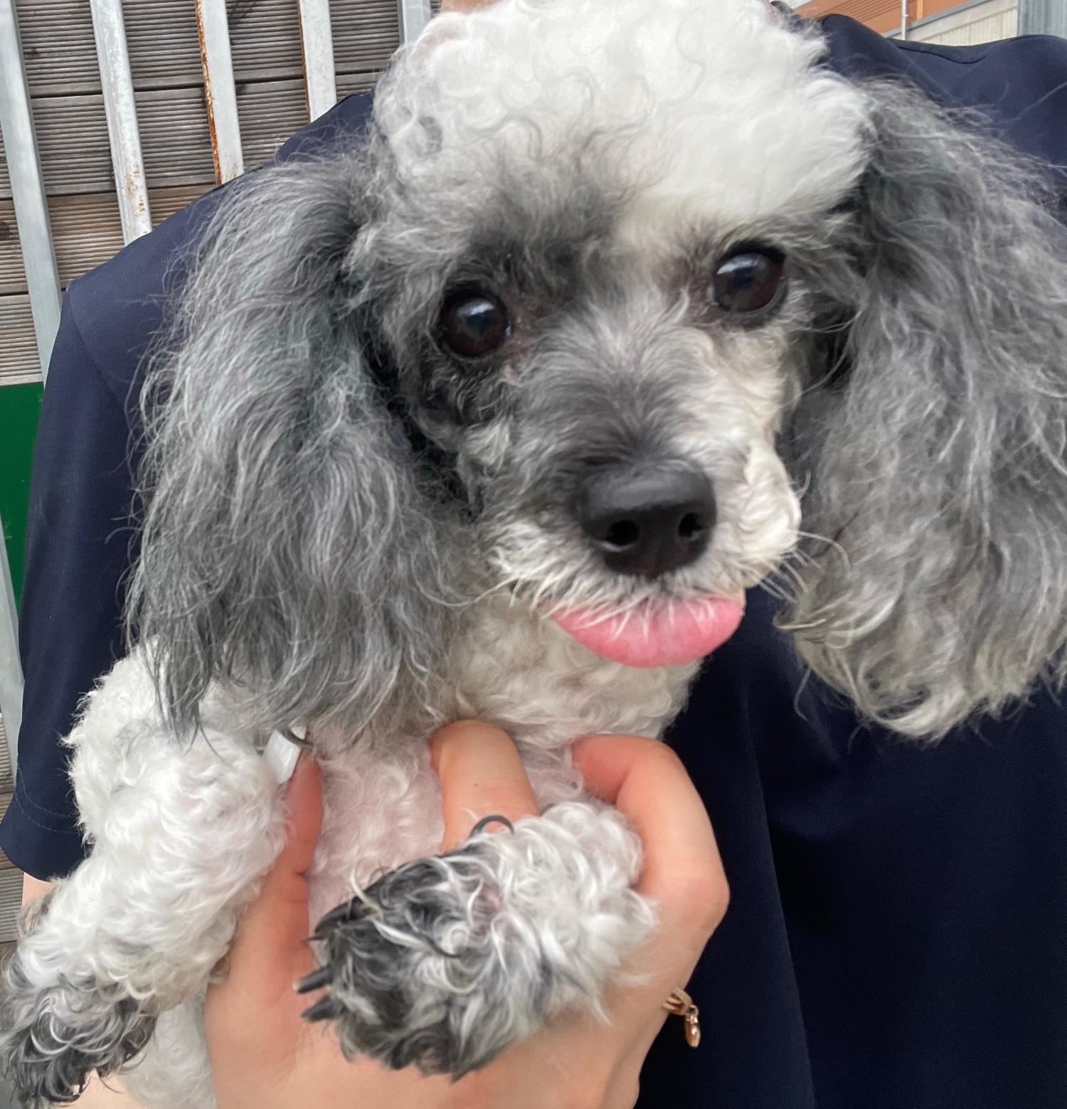 광주 동물보호소_429361202300251