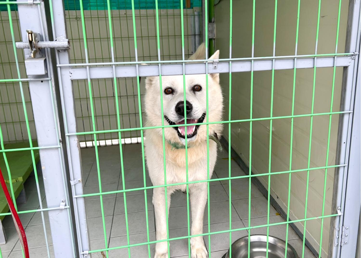 (사)영일동물플러스_447502202300630