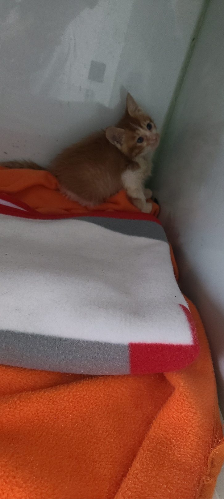 [고양이] 한국 고양이 경기-하남-2023-00207 유기동물 배경 이미지 입니다.