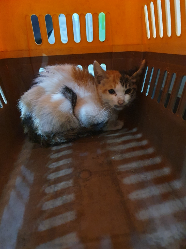펫앤쉘터동물병원_441378202301110