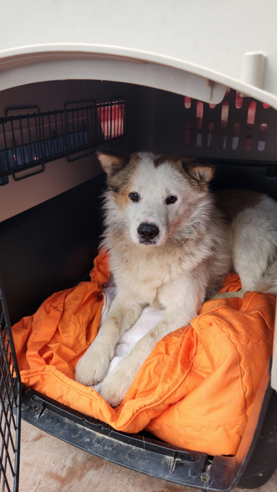 익산유기동물보호소_445468202301319