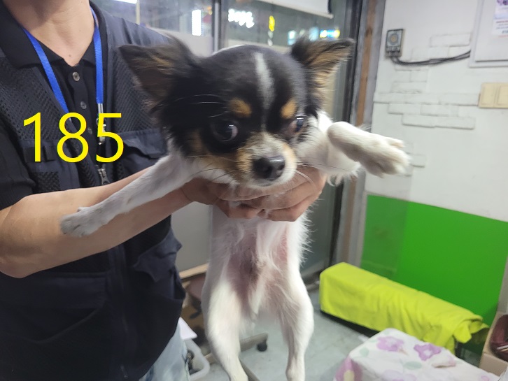신영재동물병원_428355202300318