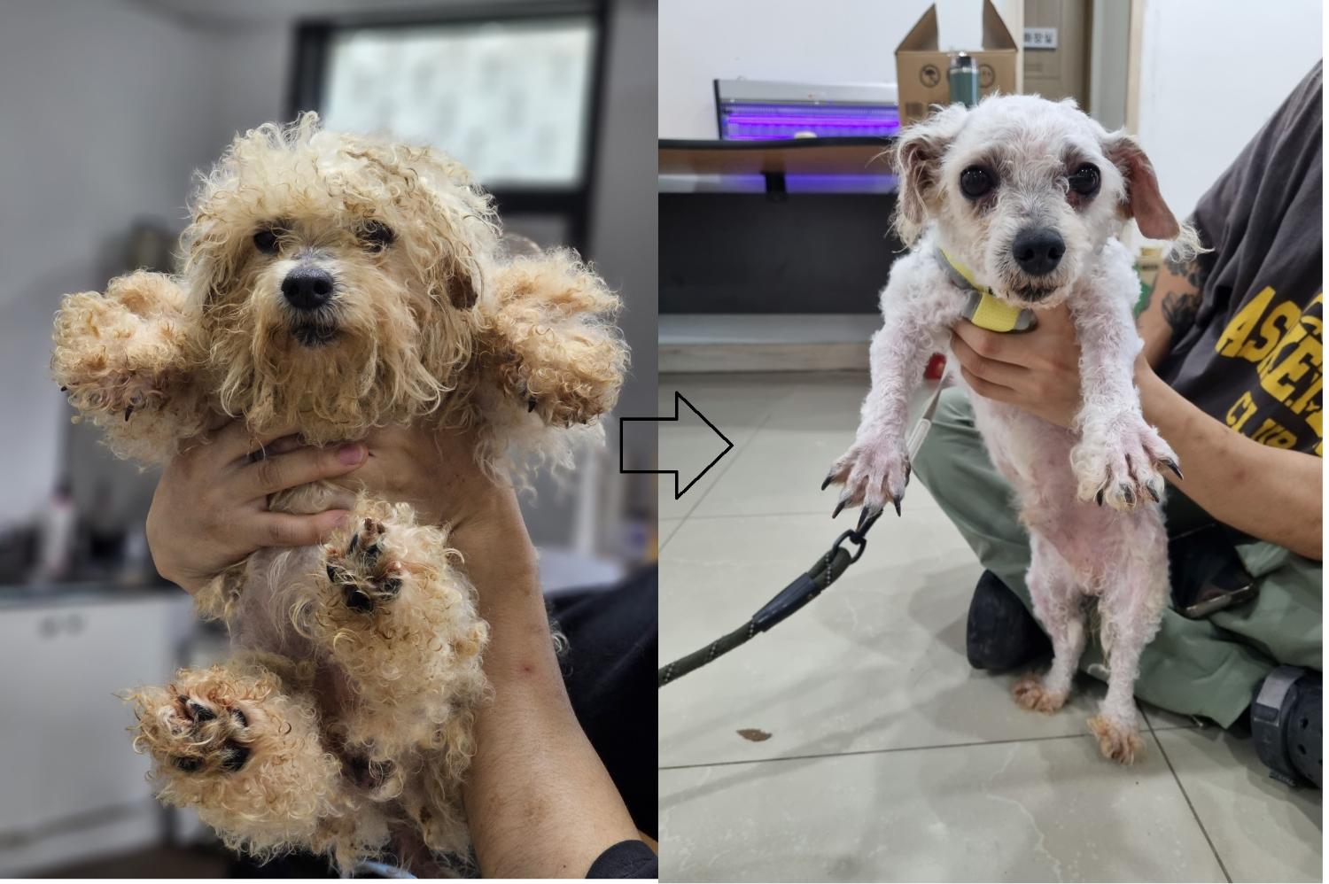 반려동물보호센터_443571202301736