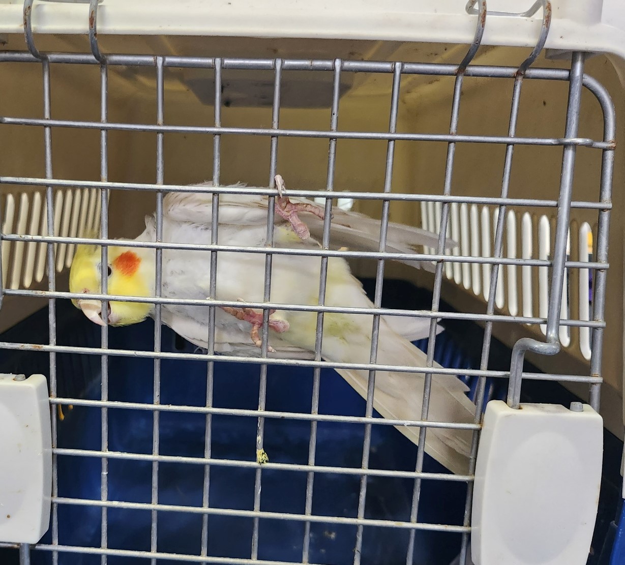 울산유기동물보호센터_431369202300440