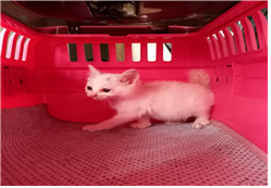 유기동물및관리협회_448535202300802