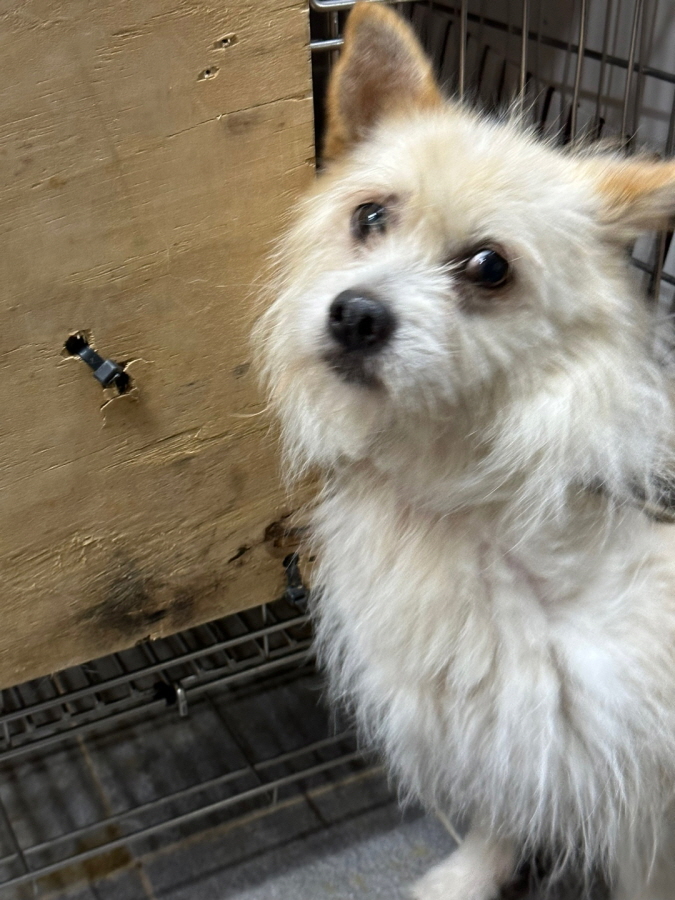 이성준동물병원_441408202300706