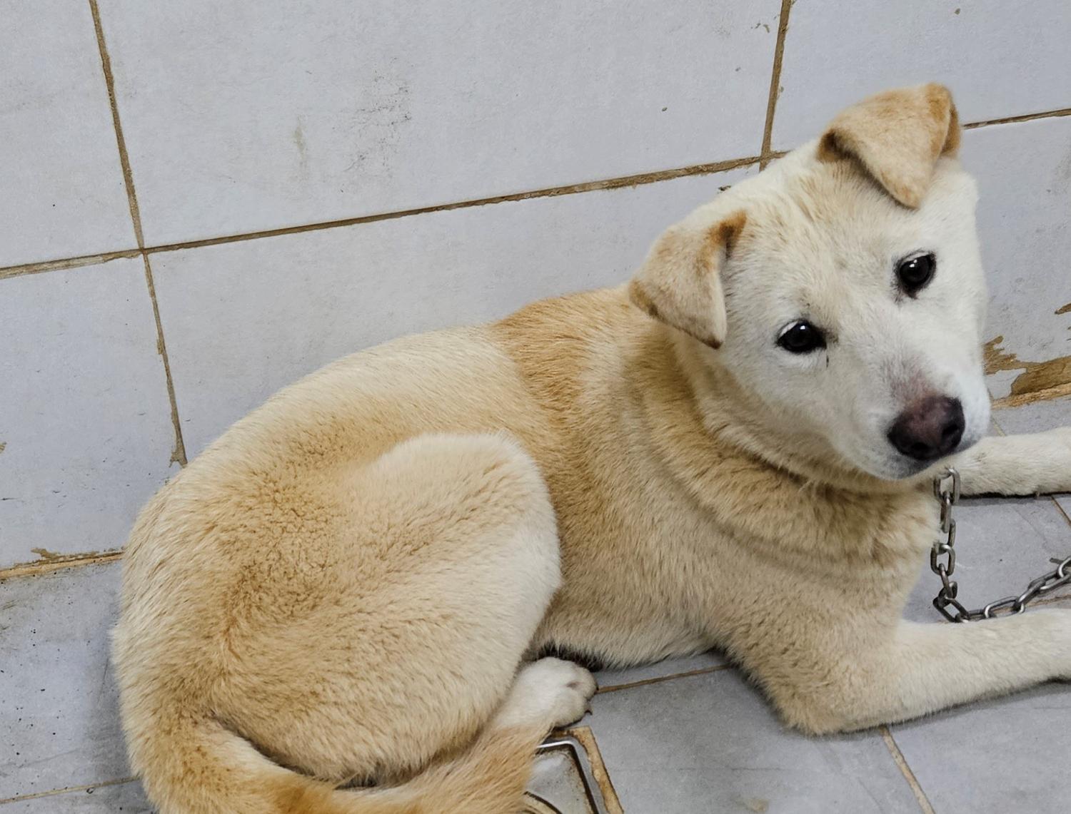 대구유기동물보호센터_427342202300397