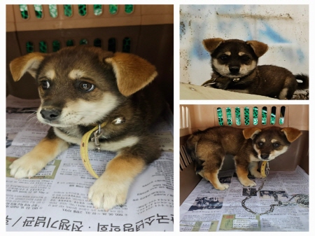 원주유기동물보호센터_442419202300346