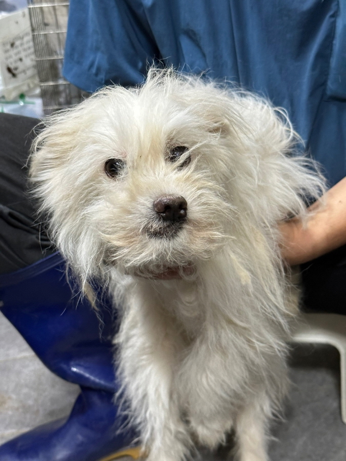 이성준동물병원_441408202300702