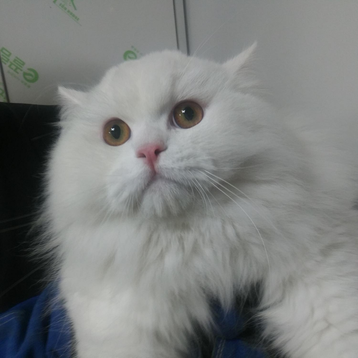 인천광역시수의사회_428351202300508