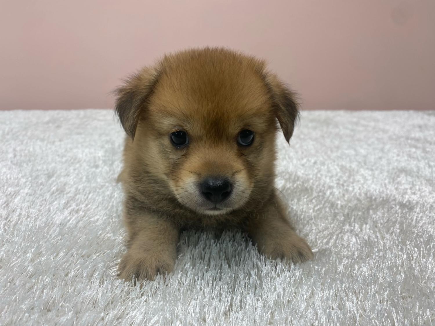 대전동물보호센터_430367202300361