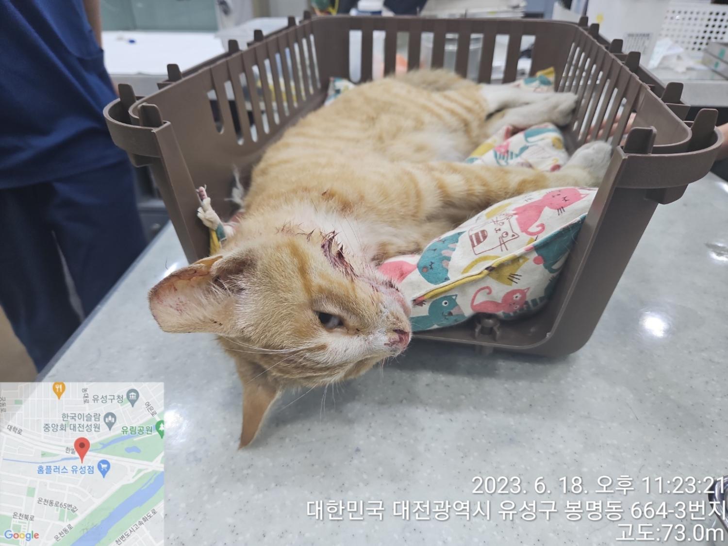 대전동물보호센터_430367202300355