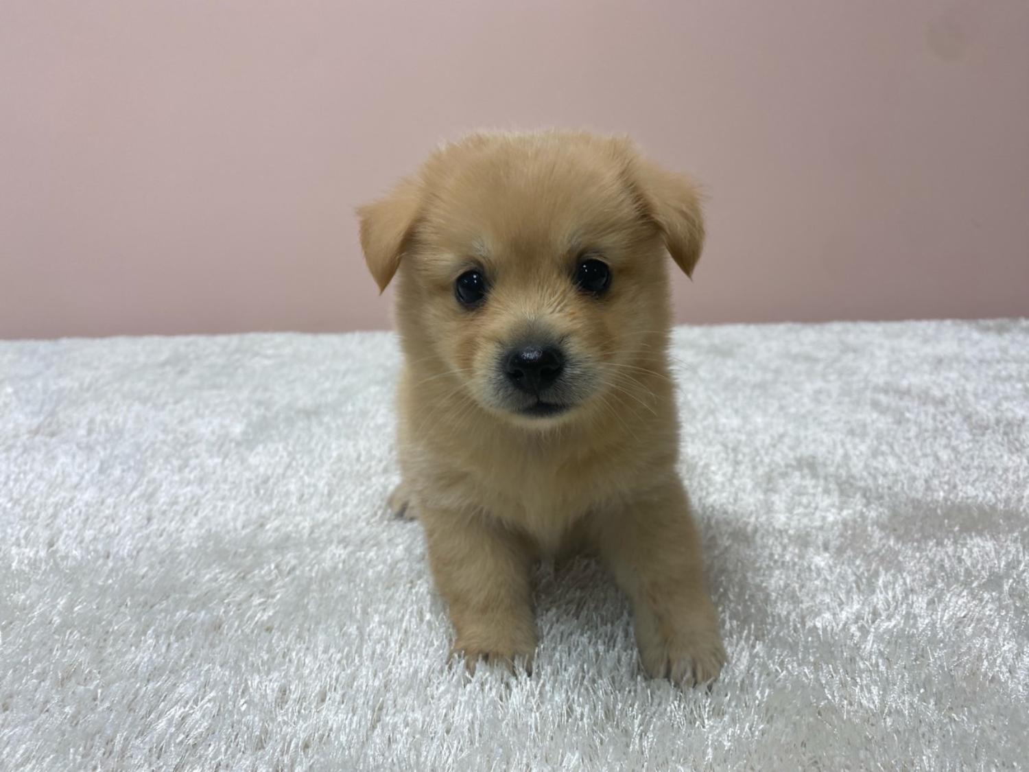 대전동물보호센터_430367202300362
