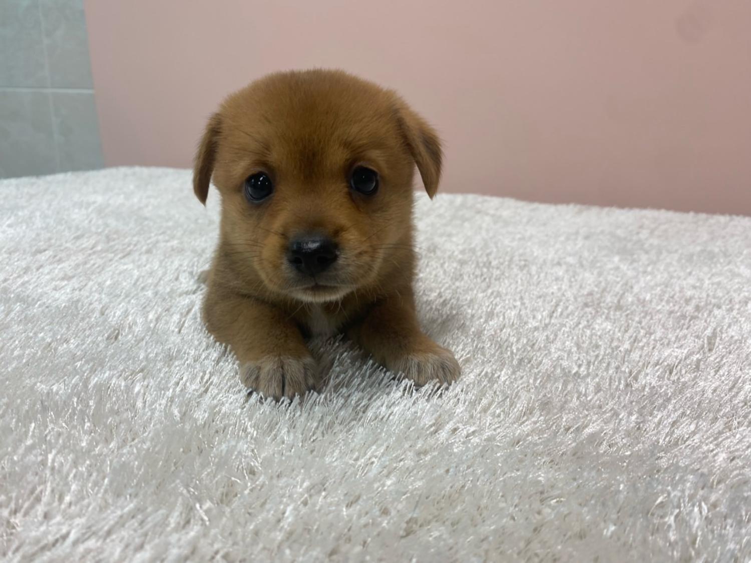 대전동물보호센터_430367202300359