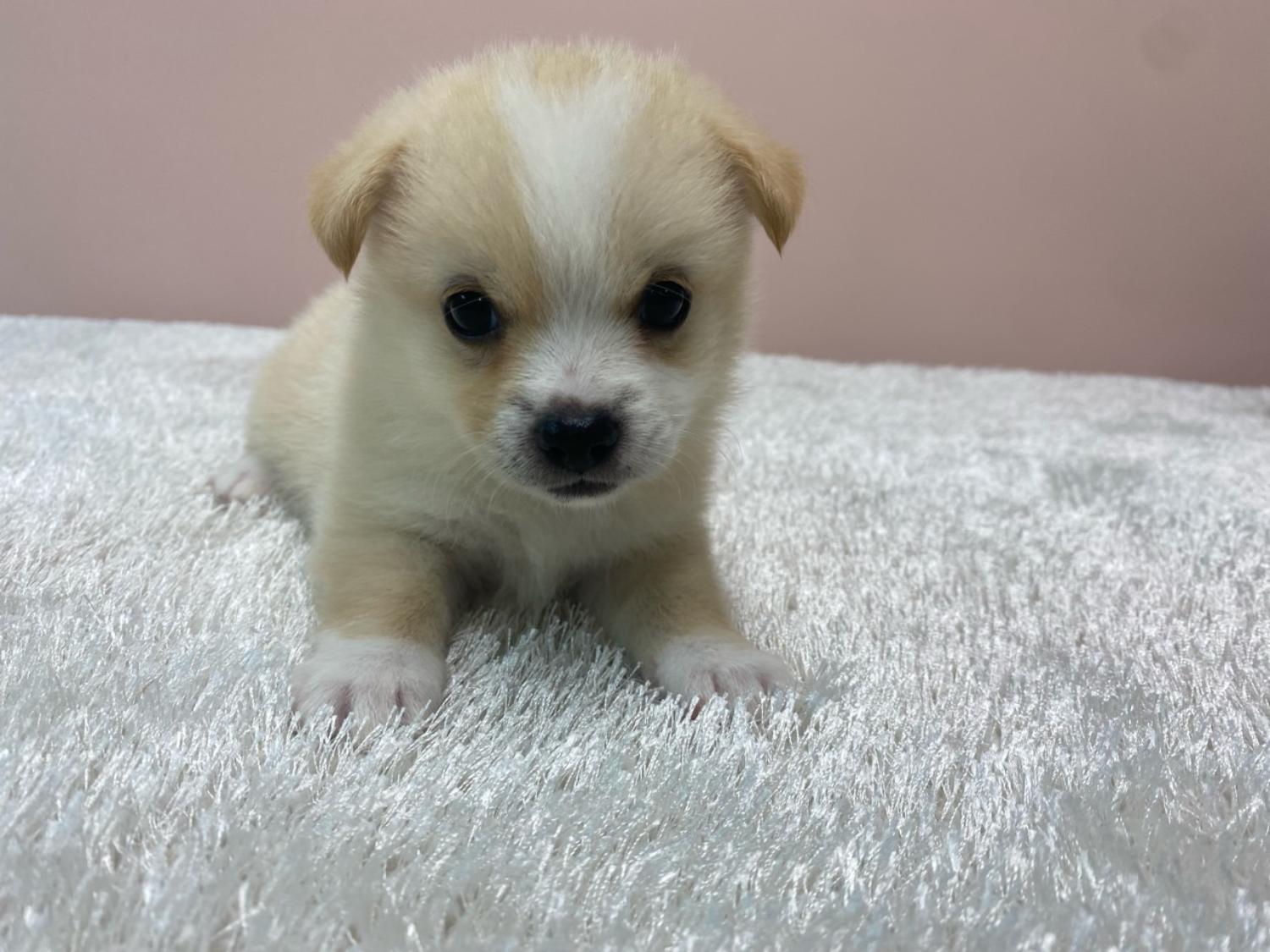 대전동물보호센터_430367202300360