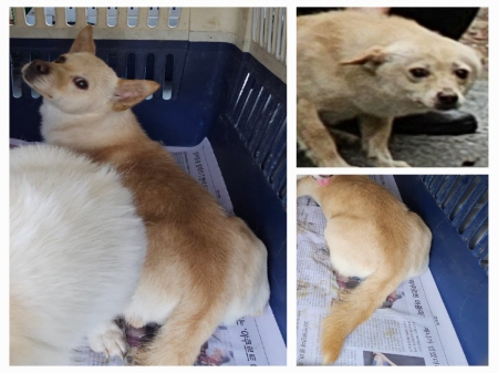 원주유기동물보호센터_442419202300351