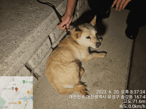 대전동물보호센터_430367202300356