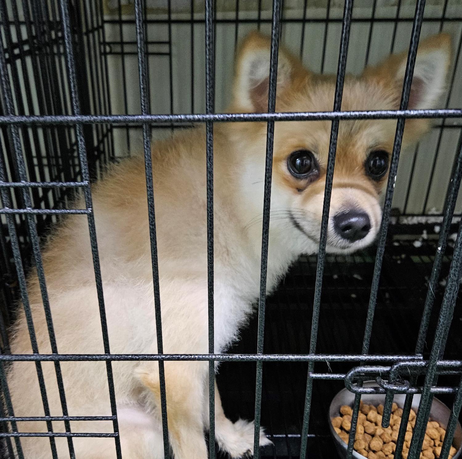 대구유기동물보호협회_427344202300197