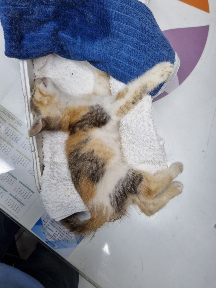 신공항동물병원_428349202300566