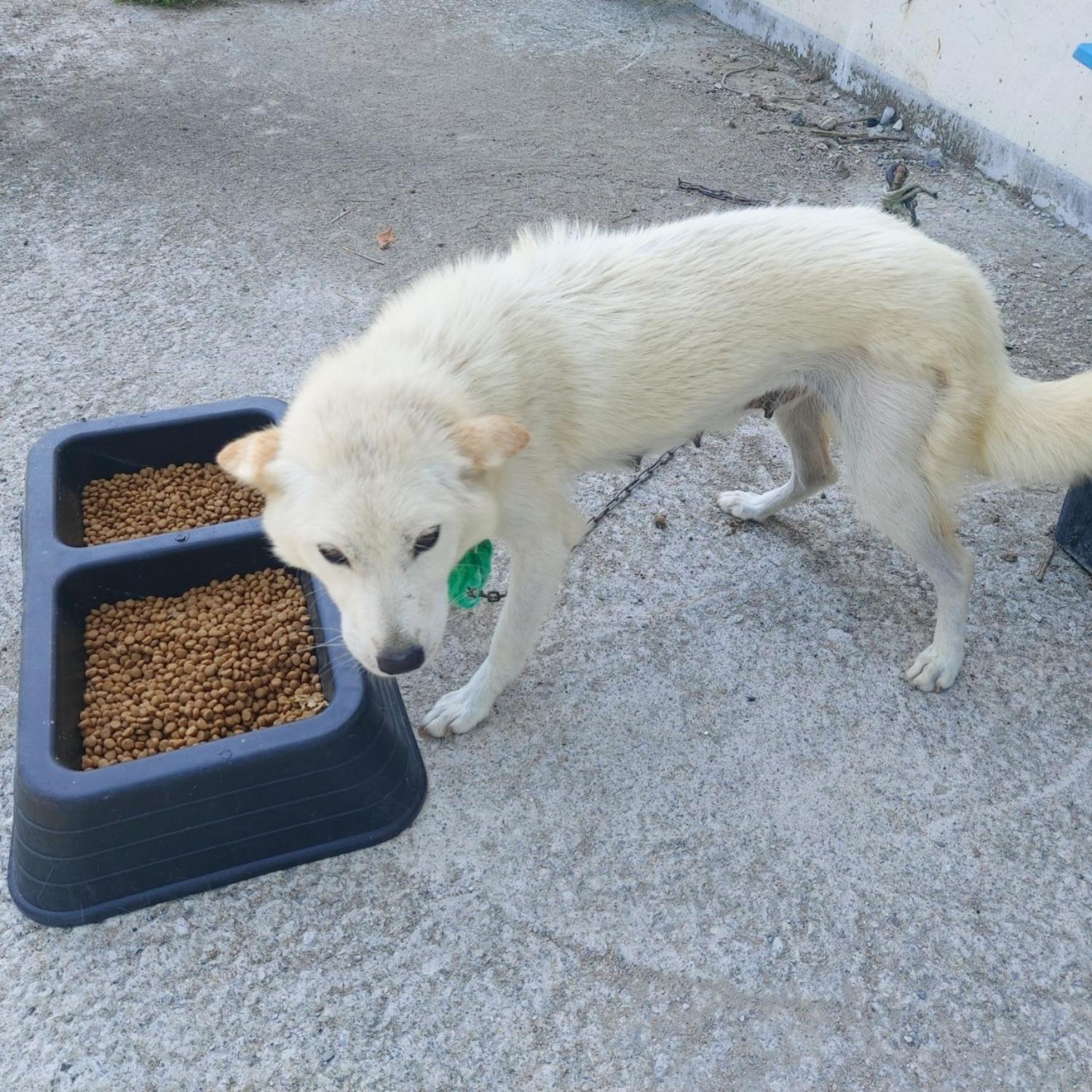 산청동물보호센터_448545202300143