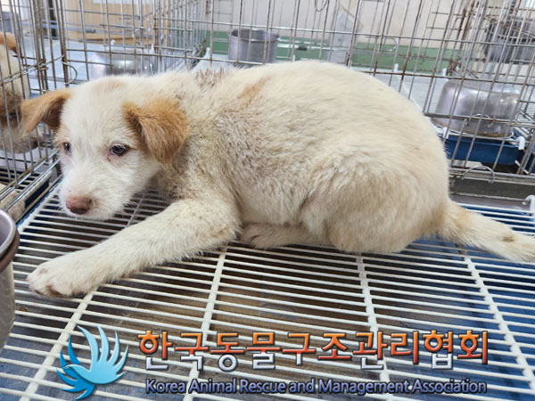 한국동물구조관리협회_441406202300888