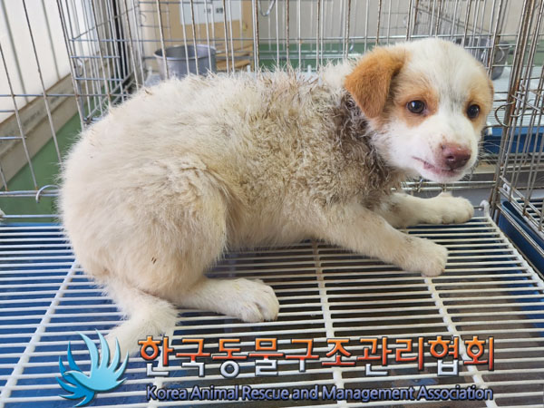 한국동물구조관리협회_441406202300889