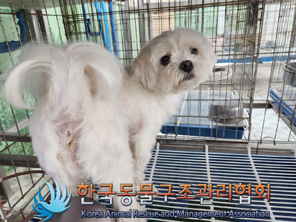 한국동물구조관리협회_411316202300482