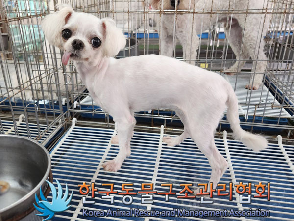 한국동물구조관리협회_411315202300423