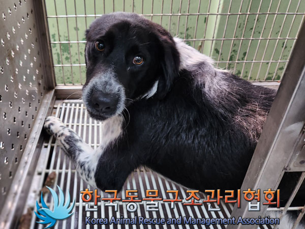 한국동물구조관리협회_441559202300460