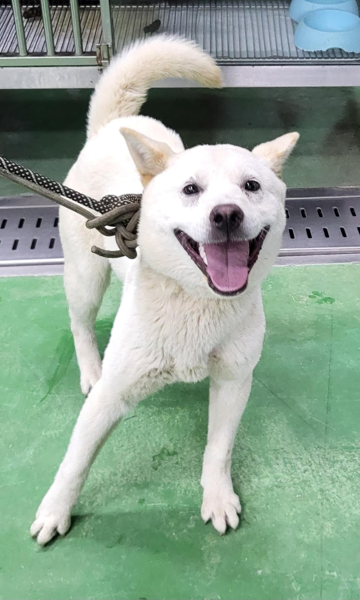 제천시 동물보호센터_443440202300233