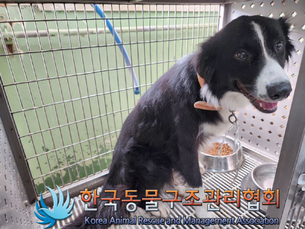 한국동물구조관리협회_441392202300129