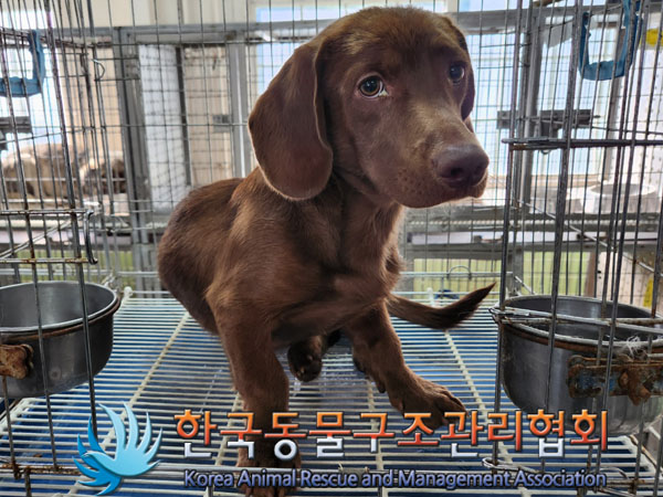 한국동물구조관리협회_441560202300821