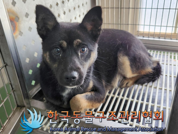 한국동물구조관리협회_441409202300990